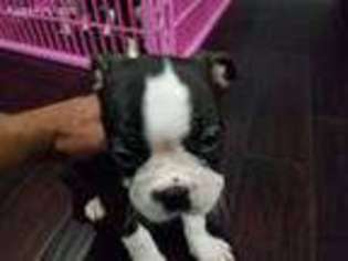 Boston Terrier Puppy for sale in East Orange, NJ, USA