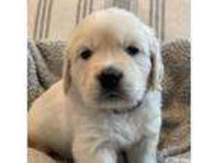 Golden Retriever Puppy for sale in Chagrin Falls, OH, USA