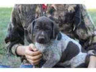 German Shorthaired Pointer Puppy for sale in Kite, GA, USA