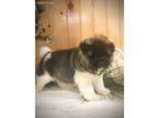 Akita Puppy for sale in Elizabethville, PA, USA