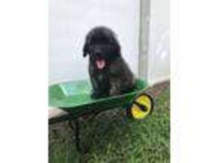 Leonberger Puppy for sale in Cartersville, GA, USA