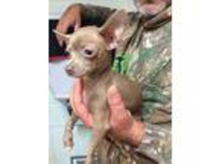 Chihuahua Puppy for sale in Elkins, AR, USA