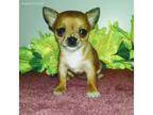 Chihuahua Puppy for sale in Dundee, OH, USA