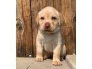 Labrador Retriever Puppy for sale in Clarksville, MI, USA
