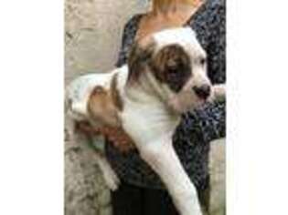 American Bulldog Puppy for sale in Linthicum Heights, MD, USA