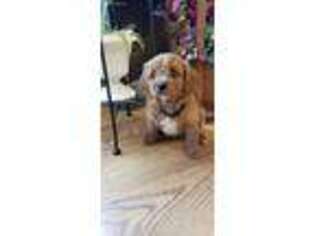 Cavapoo Puppy for sale in Mifflin, PA, USA