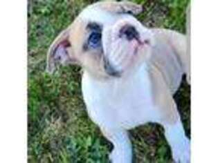 Olde English Bulldogge Puppy for sale in Coal Valley, IL, USA