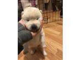 Akita Puppy for sale in Des Plaines, IL, USA