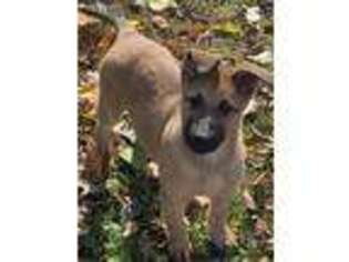 Dutch Shepherd Dog Puppy for sale in Welch, MN, USA