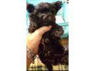 Yorkshire Terrier Puppy for sale in Converse, TX, USA
