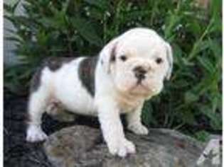 Bulldog Puppy for sale in FOSTER, KY, USA