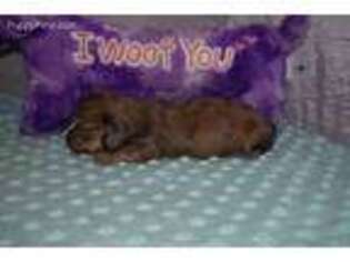 Dachshund Puppy for sale in Jacksonville, TX, USA