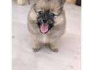 Pomeranian Puppy for sale in Cathedral City, CA, USA