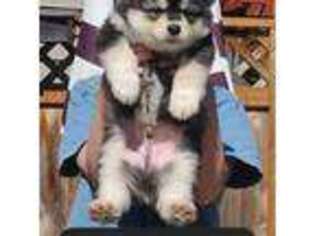 Alaskan Malamute Puppy for sale in Lynnwood, WA, USA