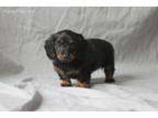 Dachshund Puppy for sale in Middleburg, PA, USA