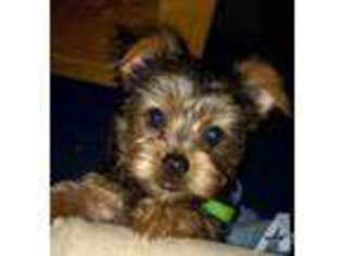 Yorkshire Terrier Puppy for sale in MORRISTOWN, IN, USA