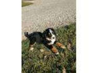 Bernese Mountain Dog Puppy for sale in West Milton, OH, USA