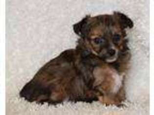 Chorkie Puppy for sale in Finley, OK, USA