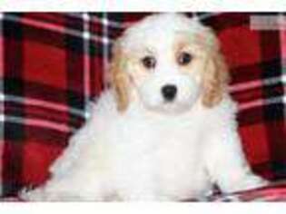 Cavachon Puppy for sale in Iowa City, IA, USA