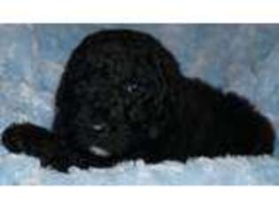 Labradoodle Puppy for sale in La Habra, CA, USA