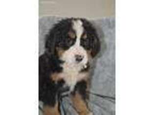 Bernese Mountain Dog Puppy for sale in Rock Stream, NY, USA