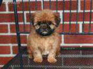 Shorkie Tzu Puppy for sale in Syracuse, IN, USA