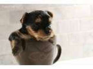 Yorkshire Terrier Puppy for sale in Frankenmuth, MI, USA