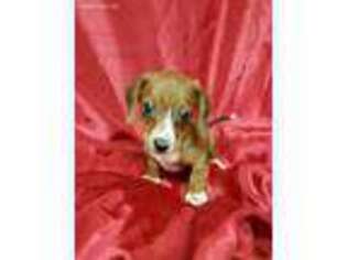 Dachshund Puppy for sale in Rutherfordton, NC, USA
