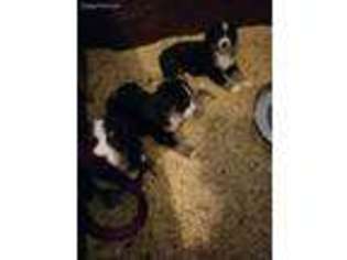 Bernese Mountain Dog Puppy for sale in Claremont, NH, USA