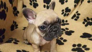 French Bulldog Puppy for sale in Sidney, IA, USA