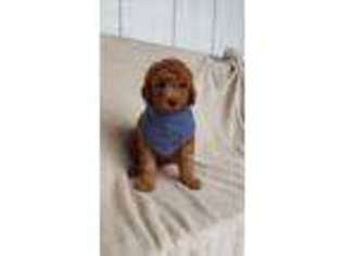 Labradoodle Puppy for sale in Watsontown, PA, USA