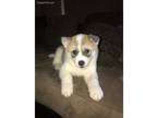 Akita Puppy for sale in Garland, TX, USA