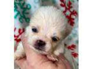 Pomeranian Puppy for sale in Jacksonville, FL, USA
