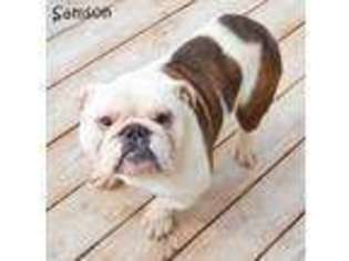 Bulldog Puppy for sale in Elyria, OH, USA