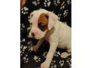 Boxer Puppy for sale in Lake Elsinore, CA, USA