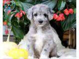 Labradoodle Puppy for sale in Bird In Hand, PA, USA