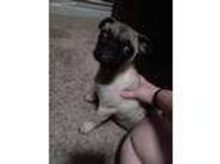 Pug Puppy for sale in Arlington, TX, USA