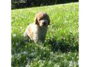 Goldendoodle Puppy for sale in Pullman, WA, USA