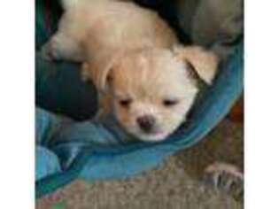 Chihuahua Puppy for sale in Canyon Lake, TX, USA