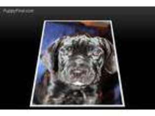 Cane Corso Puppy for sale in Jacksonville, FL, USA