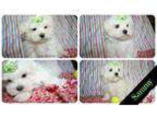 Maltese Puppy for sale in COALGATE, OK, USA