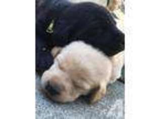 Labrador Retriever Puppy for sale in PINOLE, CA, USA