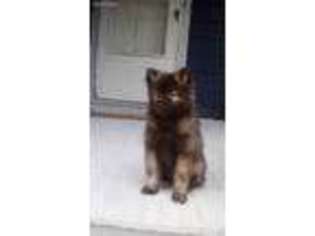Keeshond Puppy for sale in Buffalo, NY, USA