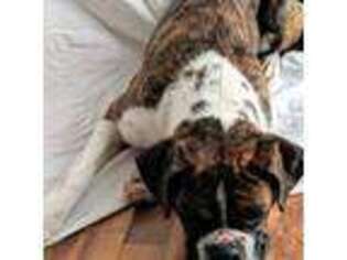 Boxer Puppy for sale in Clear Lake, WI, USA