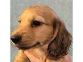 Dachshund Puppy for sale in Tempe, AZ, USA
