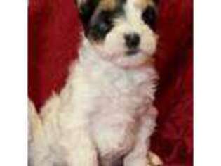 Biewer Terrier Puppy for sale in Lebanon, OH, USA