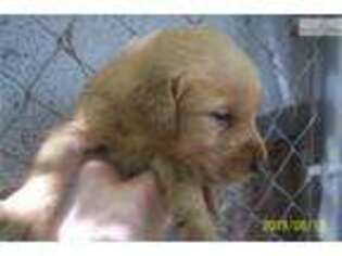 Golden Retriever Puppy for sale in Winston Salem, NC, USA