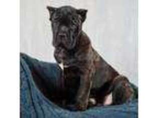 Cane Corso Puppy for sale in Bellingham, WA, USA