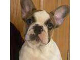 French Bulldog Puppy for sale in Centerville, PA, USA