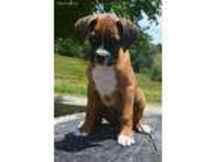 Boxer Puppy for sale in Milburn, OK, USA